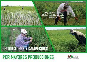 Un papel fundamental para la contención de la inflación lo juega la comercialización de arroz por parte de las empresas, cooperativas, productores y campesinos directamente.#AgriculturaCubana #SoberaniaAlimentaría #UnidosXCuba