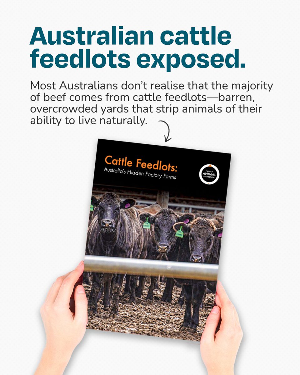 Australian Alliance for Animals (@alliance_aafa) on Twitter photo Core member spotlight: <a href="/MoveTheWorldAU/">World Animal Protection ANZ</a> recently released a report on Australia's Cattle feedlots industry.
Despite the extensive suffering cattle endure on feedlots, the beef industry has openly stated that it will increase the number of feedlots.
worldanimalprotection.org.au/education/repo… Core member spotlight: <a href="/MoveTheWorldAU/">World Animal Protection ANZ</a> recently released a report on Australia's Cattle feedlots industry.
Despite the extensive suffering cattle endure on feedlots, the beef industry has openly stated that it will increase the number of feedlots.
worldanimalprotection.org.au/education/repo…