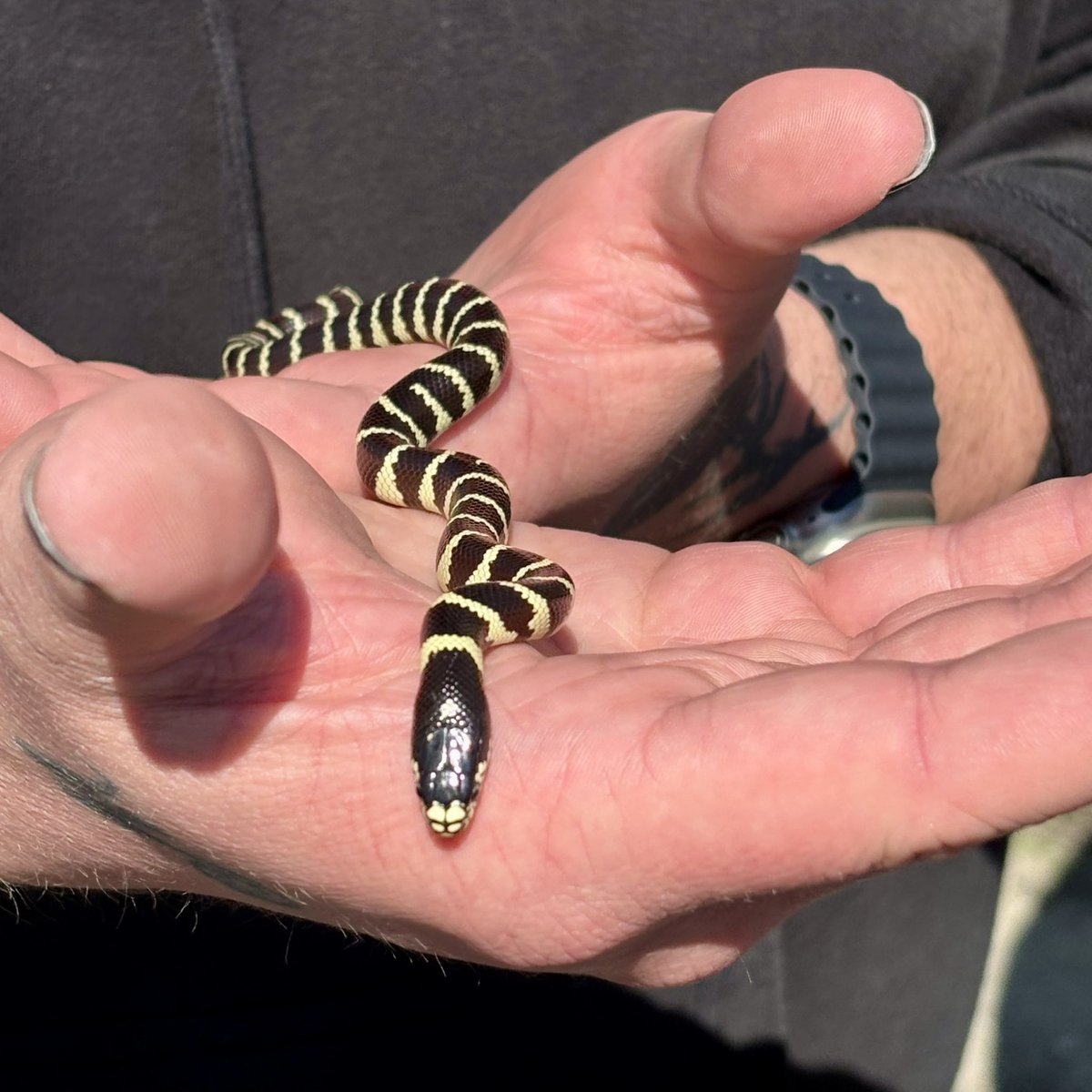 Bree Putman ๐๐ฆ๐๐ฅ (@breeput) on Twitter photo The major find on our first <a href="/CSULB/">Cal State Long Beach</a> Herpetology field trip - a cute ๐ฅฐ CA King Snake ๐ . Every student had to hold it! #LearnByDoing #OvercomingFears #SnekFriends The major find on our first <a href="/CSULB/">Cal State Long Beach</a> Herpetology field trip - a cute ๐ฅฐ CA King Snake ๐ . Every student had to hold it! #LearnByDoing #OvercomingFears #SnekFriends