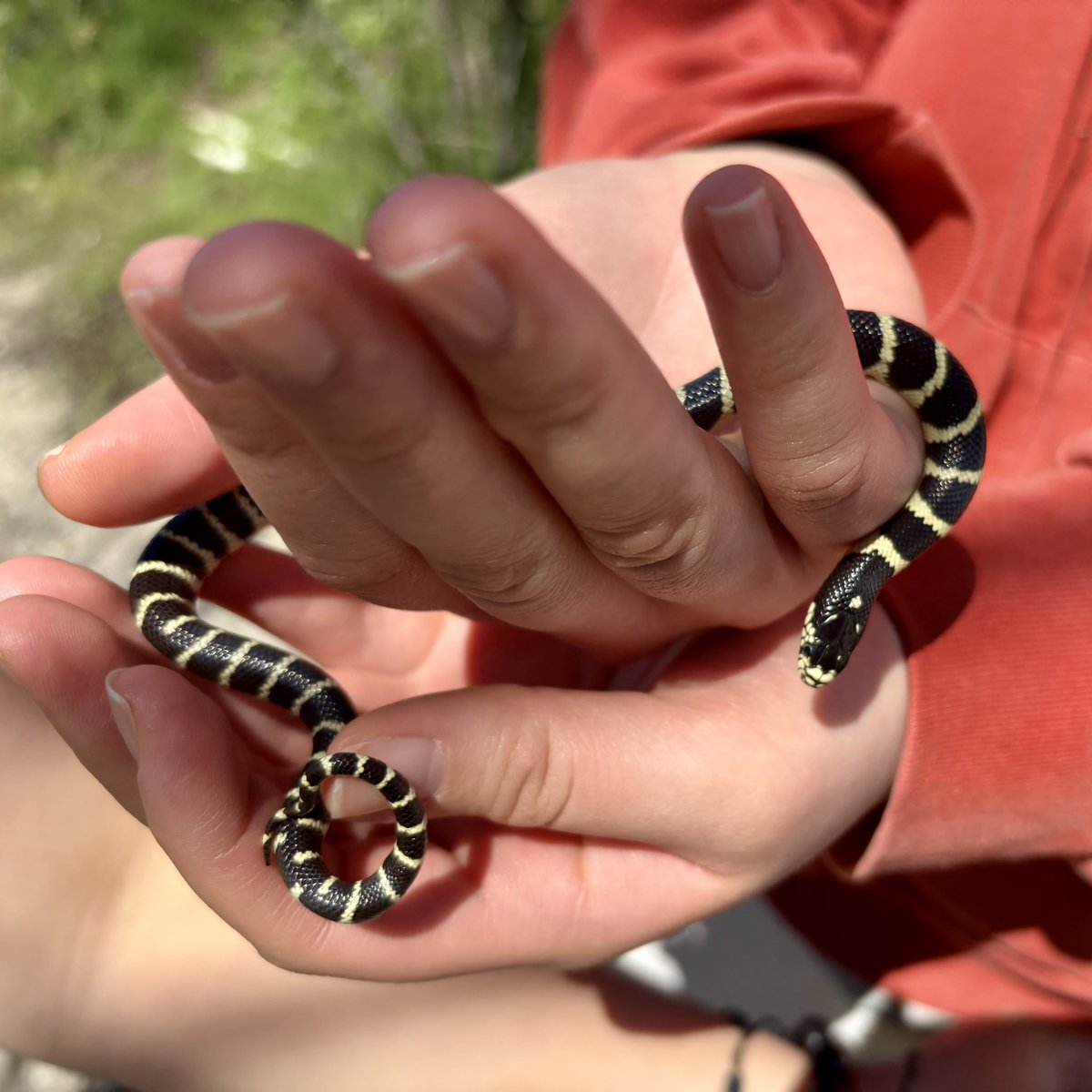 Bree Putman 🐍🦎🏘🔥 tweet media