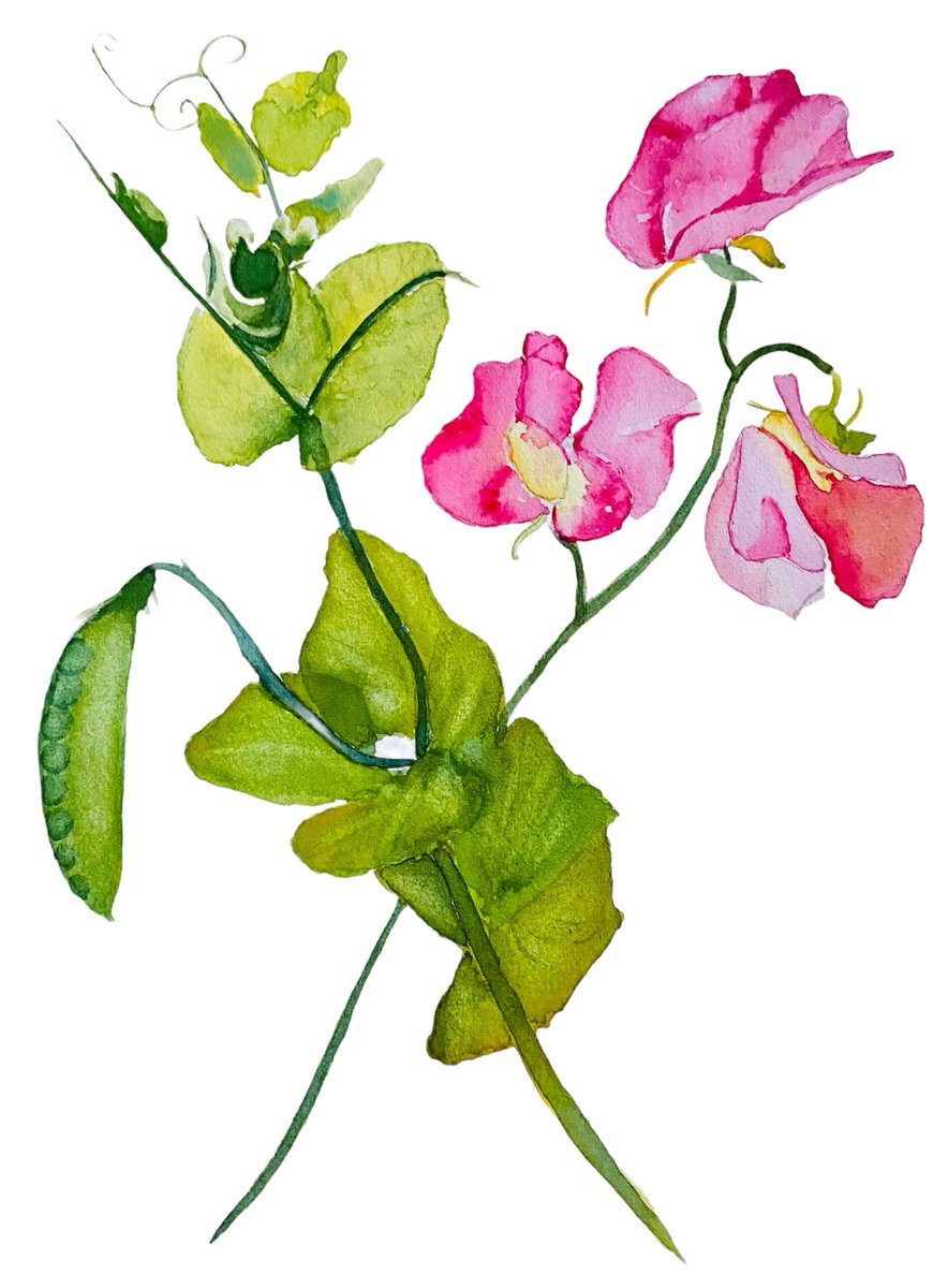 Janet Purves (@mormorjan) on Twitter photo Happy Wednesday everyone #EarlyBiz it’s S for SWEETPEA for today’s Alphabet Challenge #MHHSBD cardsbymormorjan.etsy.com/listing/113861… #SMILEtt23 <a href="/CraftBizParty/">CraftBizParty</a> handmade watercolour notecards #etsyuk Happy Wednesday everyone #EarlyBiz it’s S for SWEETPEA for today’s Alphabet Challenge #MHHSBD cardsbymormorjan.etsy.com/listing/113861… #SMILEtt23 <a href="/CraftBizParty/">CraftBizParty</a> handmade watercolour notecards #etsyuk
