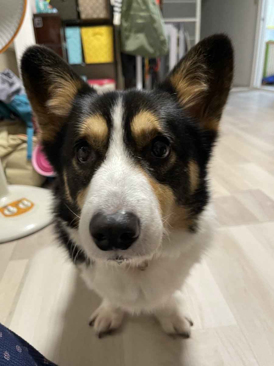 ソルの毎晩のお百度参り
オヤツを細かくしてあげてたから50往復くらいだろうと思ってたら毎晩平均130往復してた😂
ホントにお百度参りだった！

本人はオヤツのためだけど、このお百度参りが病気や怪我とかで頑張ってる子たちへの応援になってるといいなぁ☺️

ソルはこれからもお百度参りをします☺️