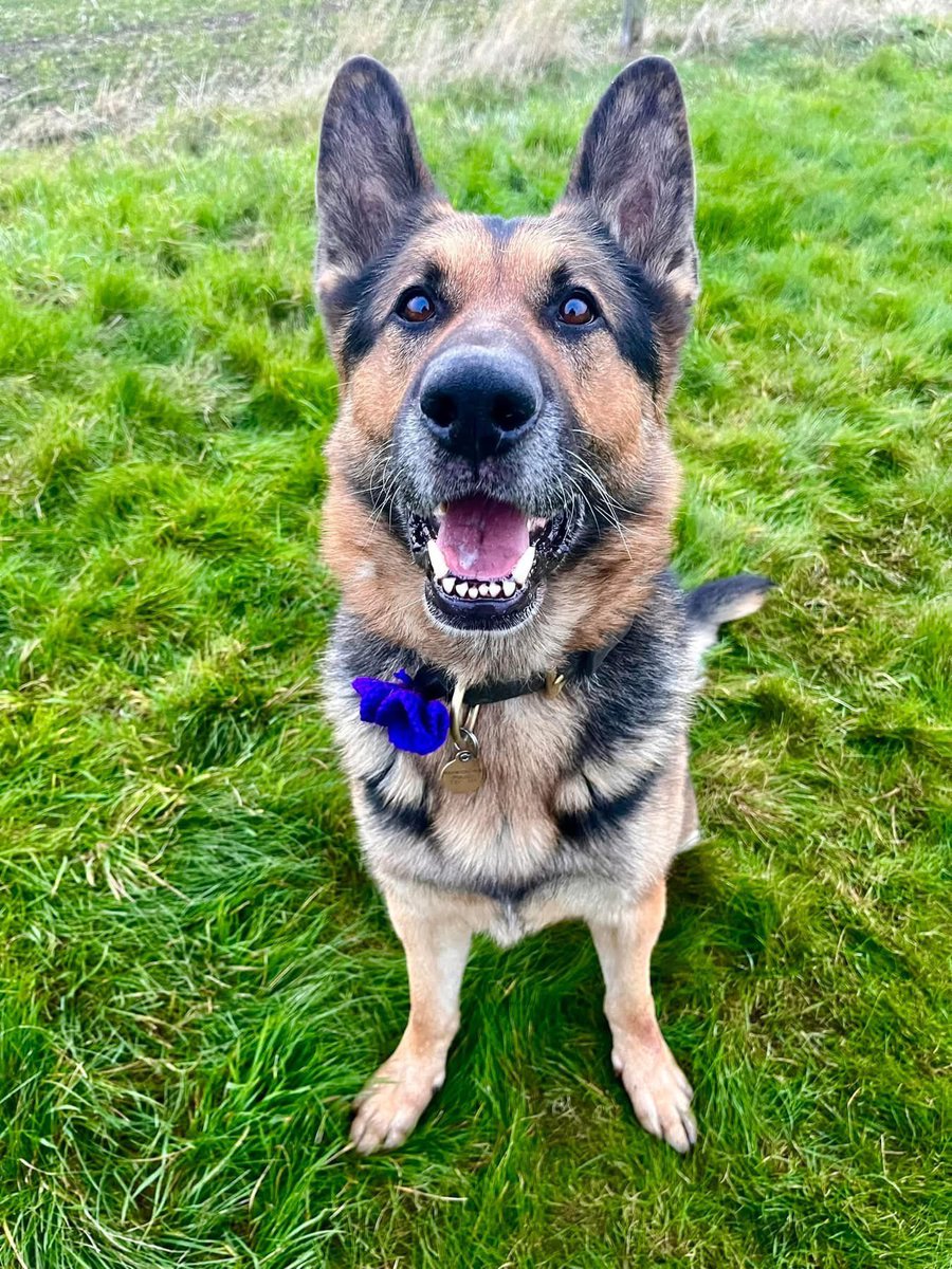 Warwickshire Police Dog Section tweet media