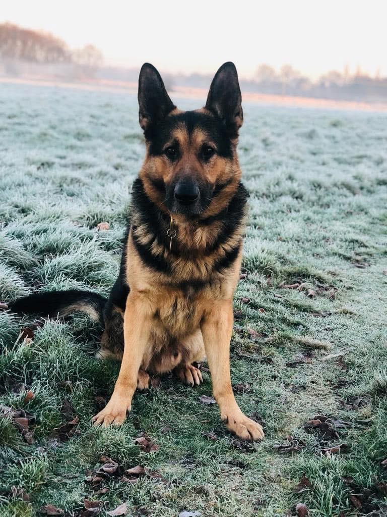 Warwickshire Police Dog Section tweet media