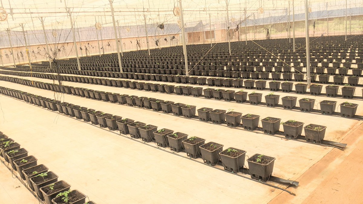 diharagirimana's tweet image. I'm an AgYouth farmer who is championing sustainability and dedicated to transforming communities.
I'm delighted to step into a new milestone in Sustainable Agriculture venturing into Greenhouse farming, it's a part of research and innovating
Stay closer to learning #FarmWithArt