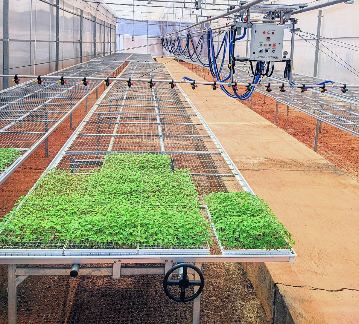 diharagirimana's tweet image. I'm an AgYouth farmer who is championing sustainability and dedicated to transforming communities.
I'm delighted to step into a new milestone in Sustainable Agriculture venturing into Greenhouse farming, it's a part of research and innovating
Stay closer to learning #FarmWithArt