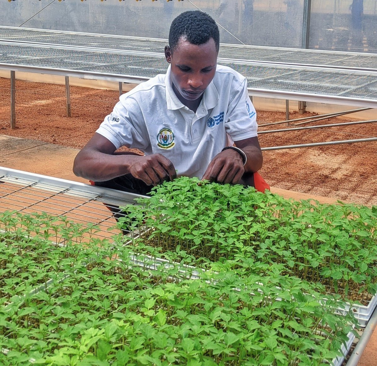 diharagirimana's tweet image. I'm an AgYouth farmer who is championing sustainability and dedicated to transforming communities.
I'm delighted to step into a new milestone in Sustainable Agriculture venturing into Greenhouse farming, it's a part of research and innovating
Stay closer to learning #FarmWithArt