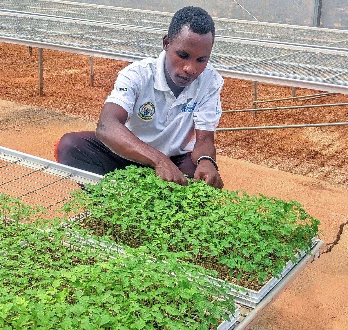 diharagirimana's tweet image. I'm an AgYouth farmer who is championing sustainability and dedicated to transforming communities.
I'm delighted to step into a new milestone in Sustainable Agriculture venturing into Greenhouse farming, it's a part of research and innovating
Stay closer to learning #FarmWithArt