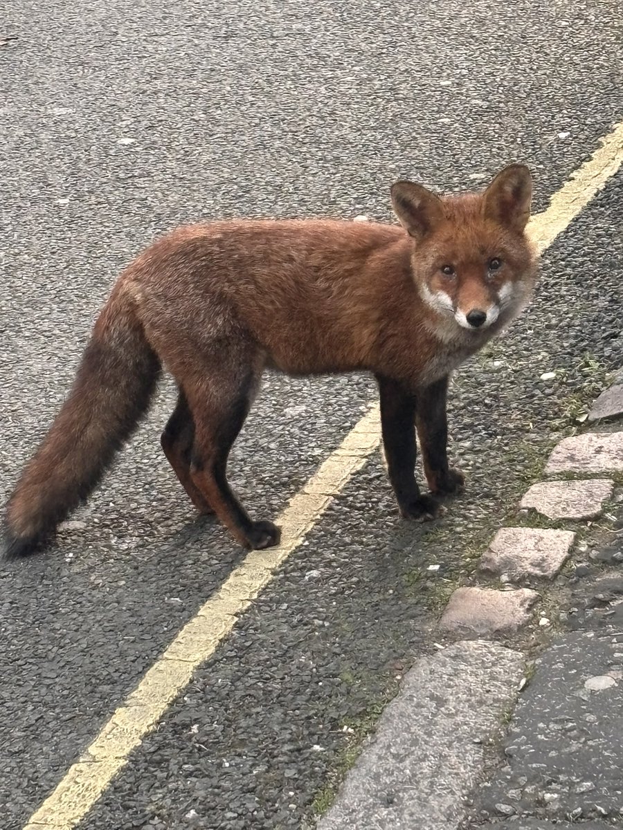 Checking me out on my run this morning🦊👇

And you can join my Desperately Seeking Wisdom Substack, here;

open.substack.com/pub/craigolive…