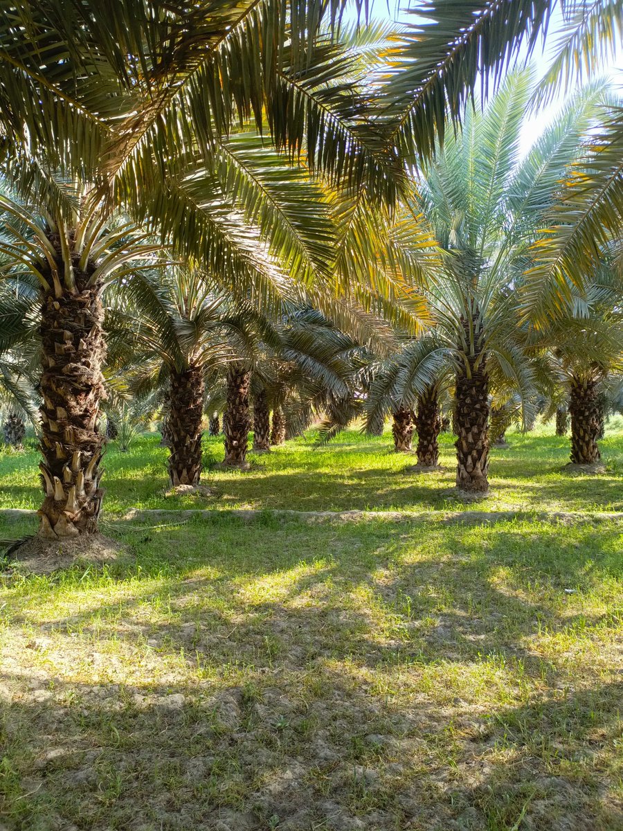 Assalamualaikum
How are you guys 😊