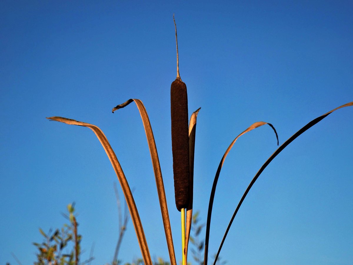 PEKHTography's tweet photo. The breeze gently sways the bulrush, as if inviting it to a silent waltz under the sky's gaze
#nature #bulrush #reed #sky #wildlife #outdoors #grass #blue #ecology #landscape #environment #flora #horizon https://t.co/6Hi79JIEHi