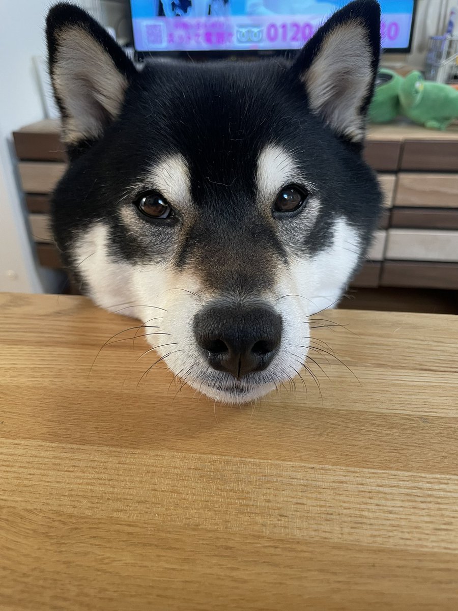 megumich_mina's tweet photo. これが休日に匂いも気にせずスルメ🦑をかじっている飼い主に詰め寄る柴犬です
#柴犬
#柴犬のいる暮らし https://t.co/WzI9Ahky4m