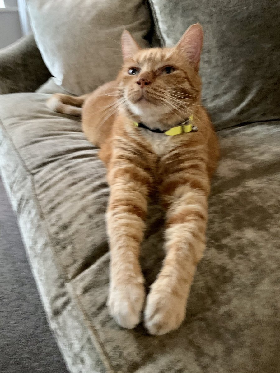 Today would have been my gotcha day.  The Slaveas missing me every day. The female Slavea kisses my picture every day and wishes I could kiss her back