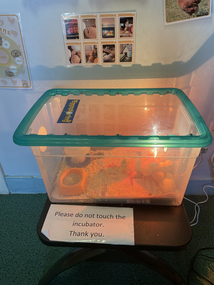 St Finbar's Primary tweet media