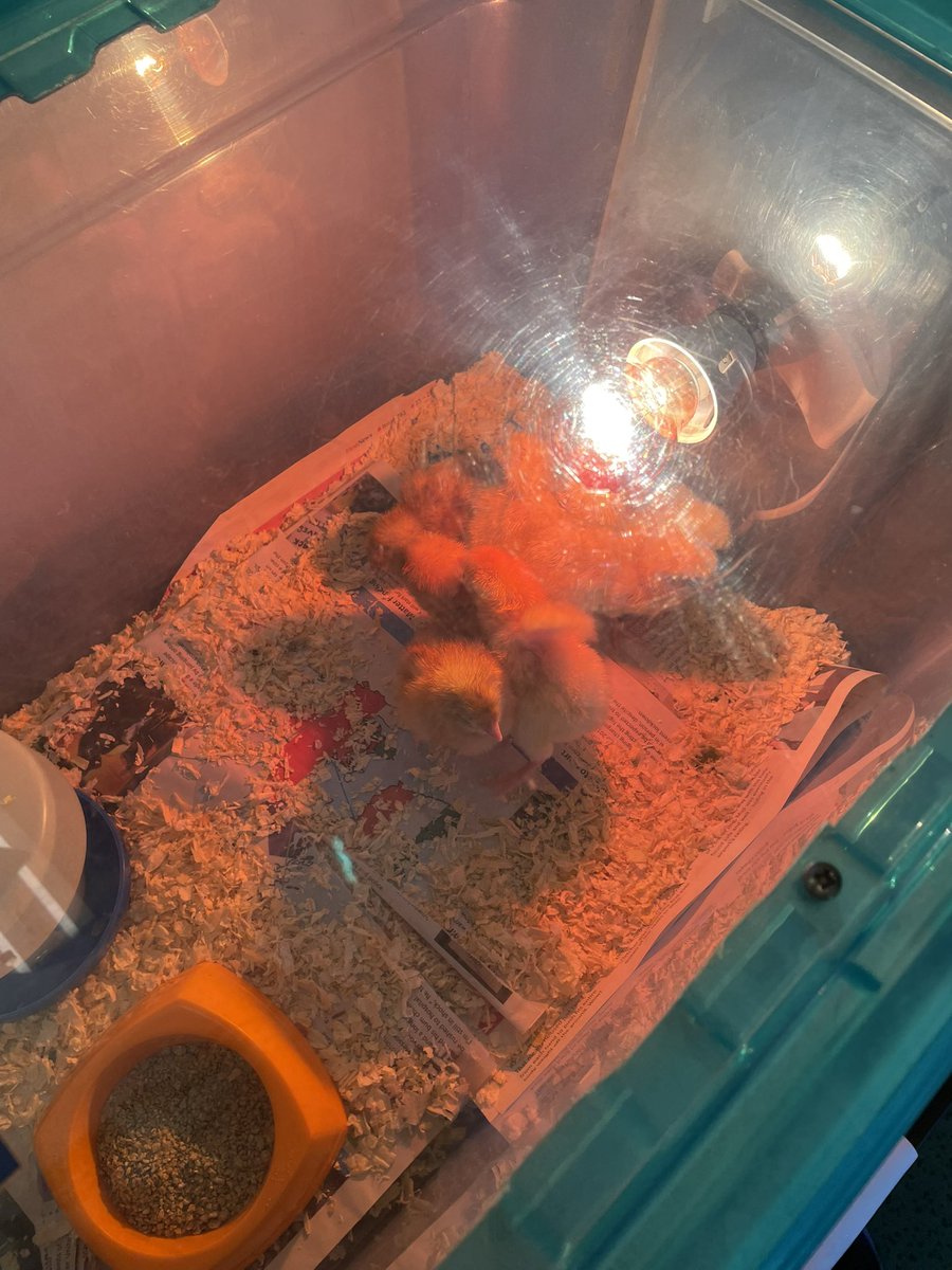 St Finbar's Primary tweet media