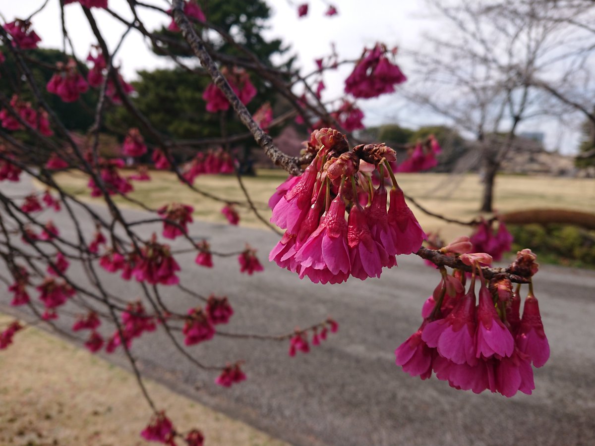 mysterysnack1's tweet photo. 3rd week of March #TheEastGardensOfTheImperialPalece
寒緋桜 "Cerasus campanulata"
It is considered to be one of Japan's basic wild cherry trees. Also it pointed out that it may have been brought from Taiwan and then naturalized.
#EdoCastle #beautifulplantsinTokyo #Spring https://t.co/tuto0QrDxo