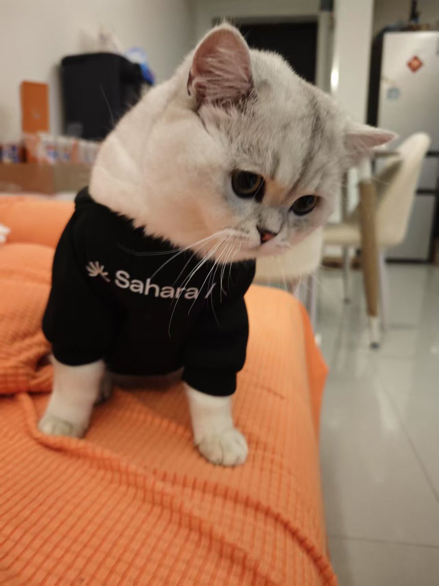 BendosEth's tweet photo. @saharaai @nihaovand Thx buddy！Sahara Meow right here. https://t.co/VrLV9tEGEP