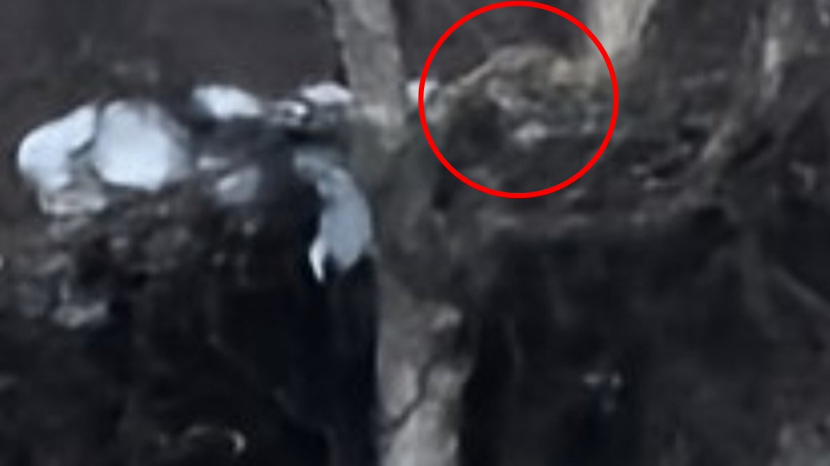 raptor_biomed's tweet image. 私たちが10年以上前から観察し、保全活動に取り組んできたオジロワシの営巣木から僅か5～6ｍの位置で、太陽光発電事業者「日本エコロジー」（大阪市）がメガソーラーの開発を計画している。…