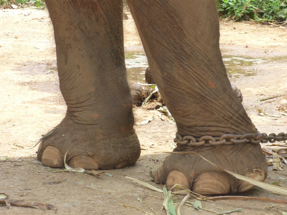 UnchainedDaniel's tweet photo. Chained Elephants? Not cool! 😠🐘
Shackles don’t suit legends—we’re breaking free and stomping loud.
Enter Based Elephants by Unchained: NFTs with a mission, a herd with a heart.
Join the movement, new collection Based Elephants dropping on OpenSea.
#UnchainedRoots #BasedElephants $ELiZ