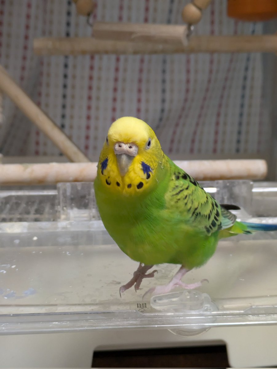 ど〜もね♪お久しぶりです。ビシッとキメたわたし。朝から雪が降って寒いわね❄足元には気をつけてね✨#セキセイインコ　#東京　#積雪