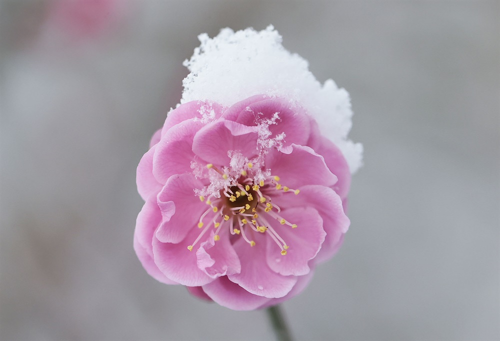 이번엔 진짜다! AI 아니라구! 스님이 진짜라고 오늘 다시 준 ㅋㅋㅋㅋㅋㅋ 화엄사 홍매화 🌸3월에 눈이 오다니.