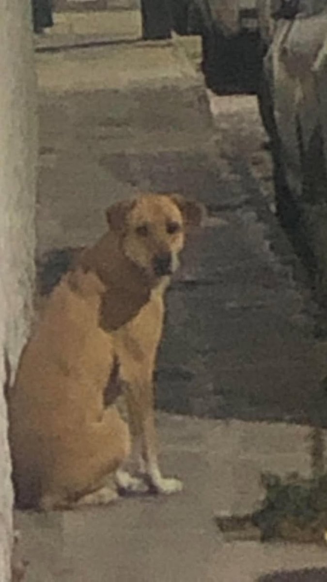 NewsSanmiguel's tweet photo. #LOCONOCES?🔴 "Hola buenas noches, este #perrito🐶 se ve perdido y con miedo, está perdido y busca a su familia. Si conoces a su familia dile que está en la colonia San Antonio, en la privada de San Pablo. OJALÁ ENCUENTRE A SU FAMILIA".: reporte🐶🐶
#SanMigueldeAllende #Perrito https://t.co/HbrK5dLEIa