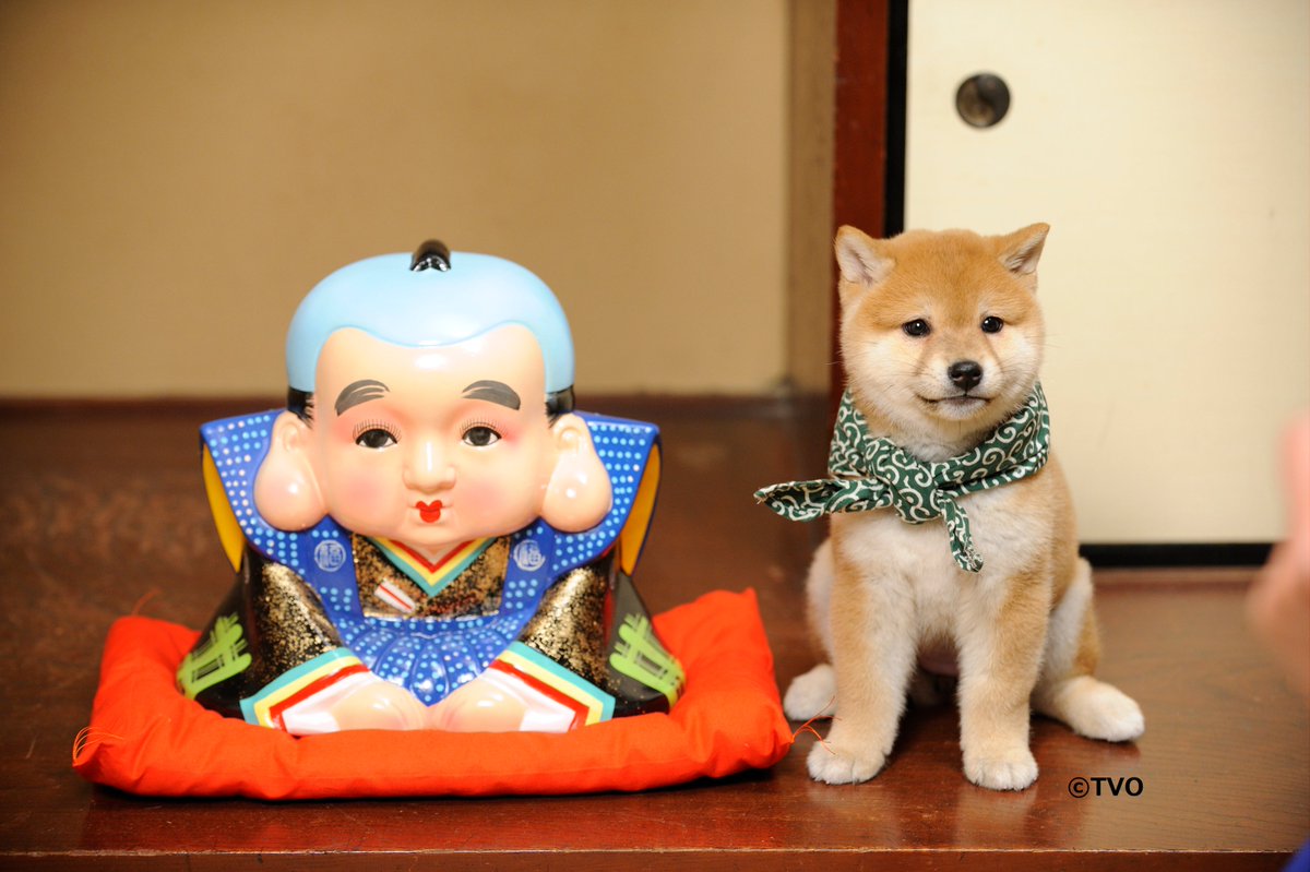 お知らせ】 いつもご覧いただきありがとうございます 🐕豆助グッズの