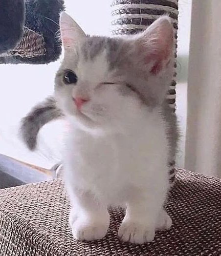 myseokryudan's tweet photo. (⸝⸝> ᴗ•⸝⸝) https://t.co/AbBArVpUzJ