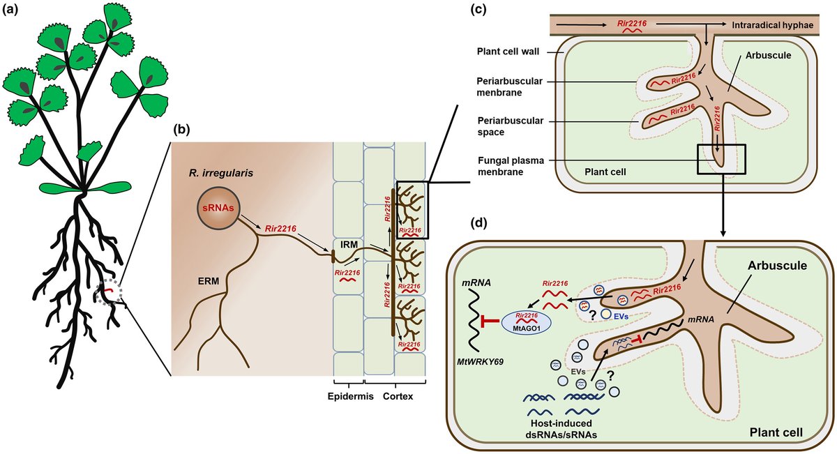 NewPhyt's tweet image. Fungal small #RNA hijacking: a new layer of cross-kingdom communications in arbuscular #mycorrhizal #symbiosis
📖 nph.onlinelibrary.wiley.com/doi/10.1111/np…

#Commentary by Xie and Fan highlighting the recent work by Silvestri et al.
📖 nph.onlinelibrary.wiley.com/doi/10.1111/np…