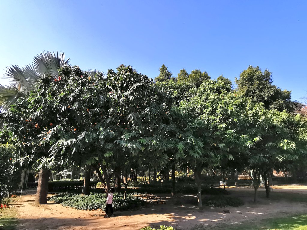 Talkatora Garden has nearly 20 Sita Ashok Trees, many of whom are in bloom! Their new leaves are equally delicate!