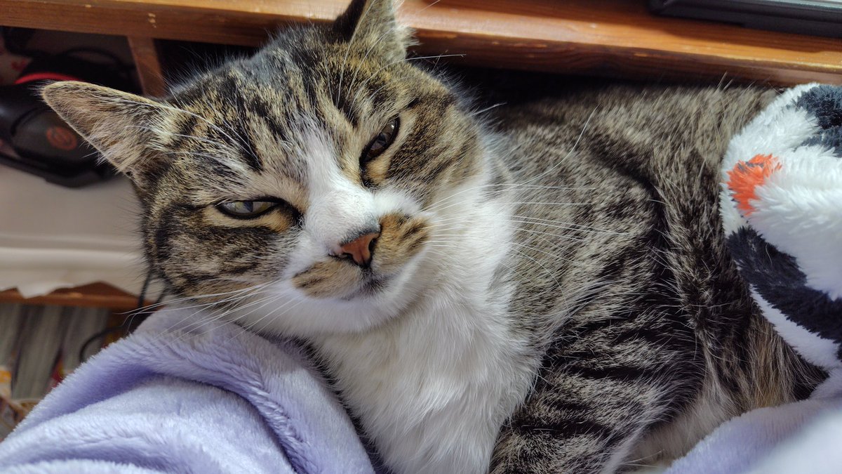 ねこ起きまして 