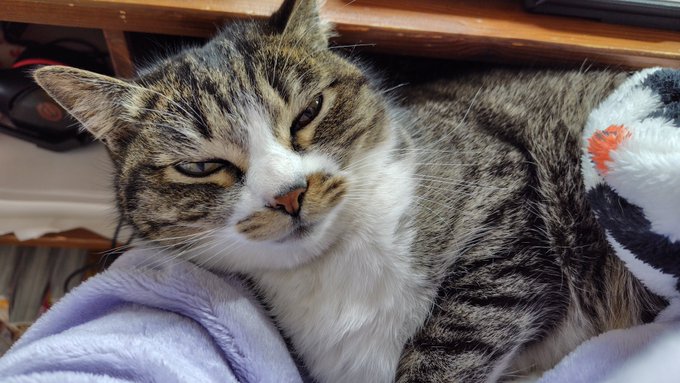 ねこ起きまして 