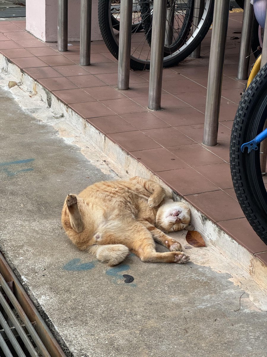 毎日ここで遊んでいます
通りかかるたびに,思わず探してしまうオレンジ色の猫です 😺
今日通りかかったら突然いませんでした!
眠っていたんですね 💤