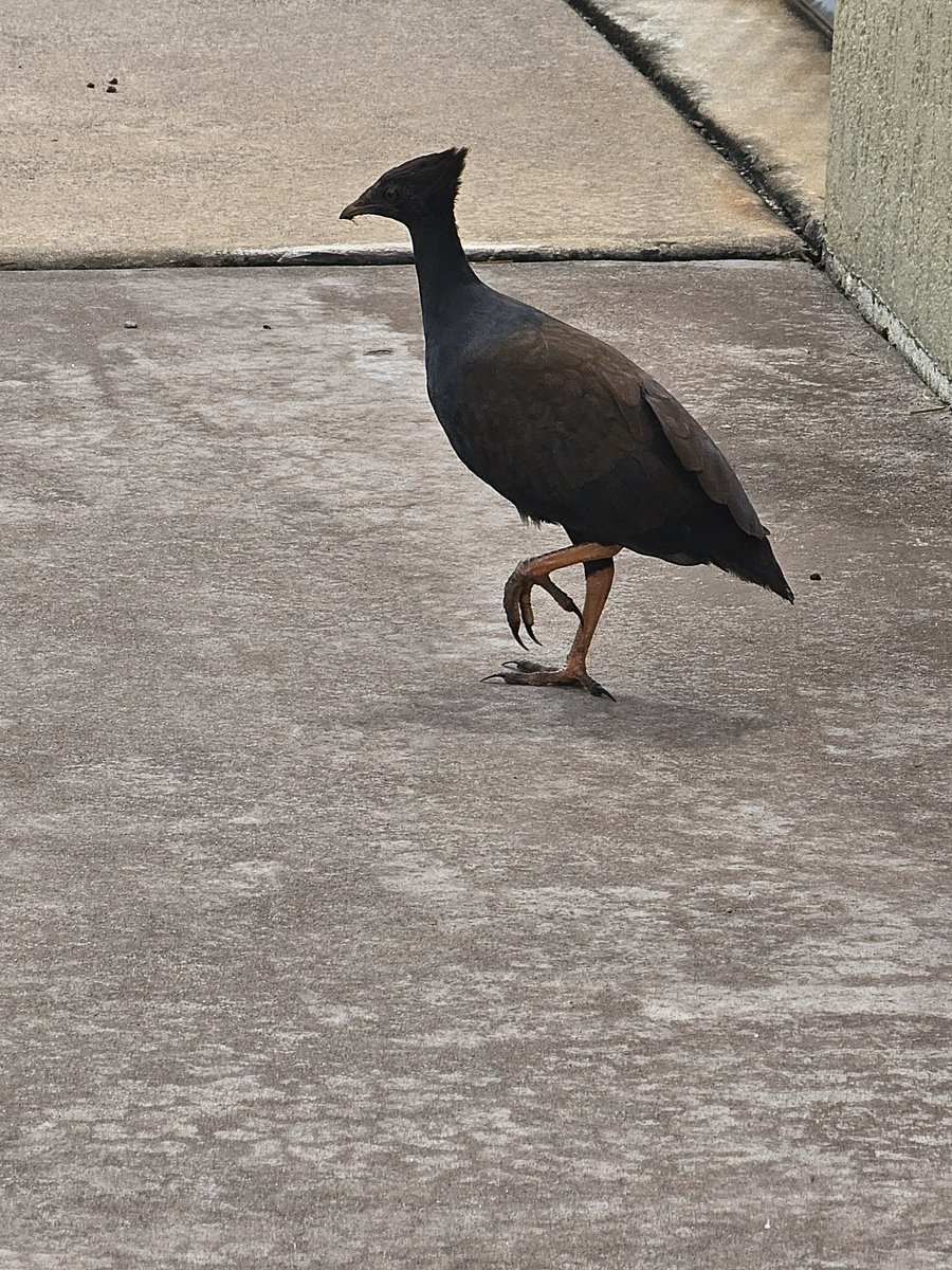 urinemoth's tweet image. Behold the bush fowl and his fancy feet
