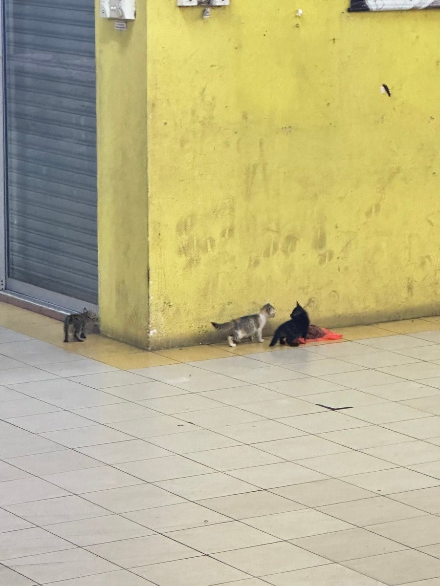 cats_rehome's tweet photo. 📌Bazaar Rakyat PKPS,Seri Kembangan

Assalamualaikum..kalau ada sesiapa pengunjung bazar disebutkan kalo ada terjumpa c kecik 3beradik ni,sudi²kan la selamatkan mereka ye.. xsure ada mak ke x tu..😔😔 https://t.co/dI7caCzbJo
