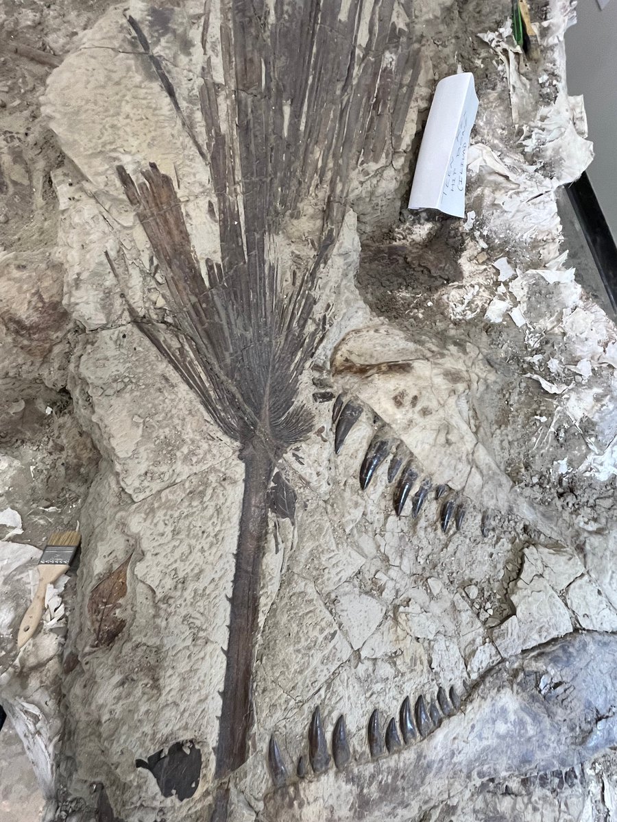 Tyler Carpenter tweet media