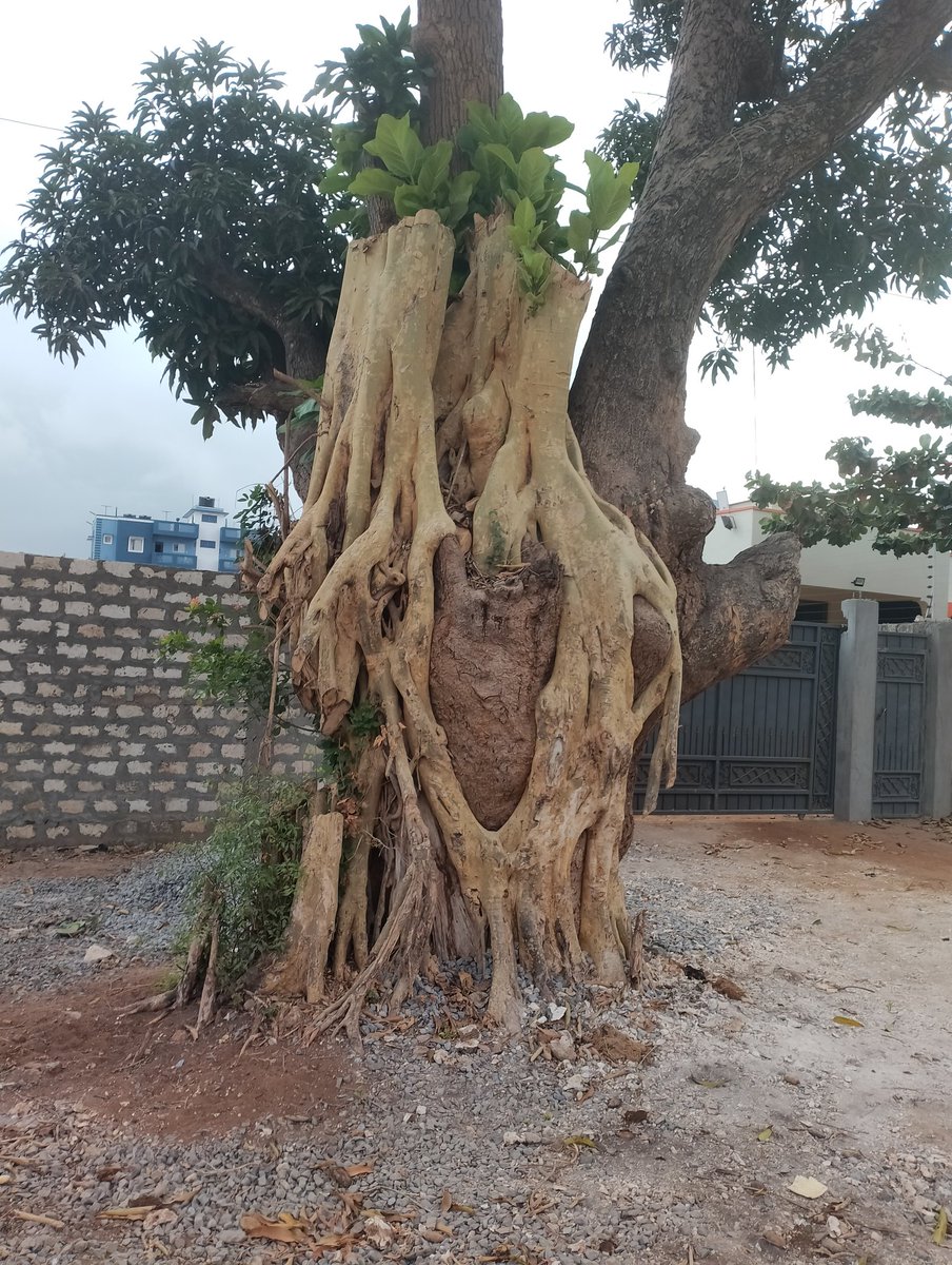 Nature has its own way of coexistence. This tree exists by wrapping itself around a mango tree for nourishment and support. The two live peacefully until man interferes. #Nduta, #Bondo, #Meru, #Congo