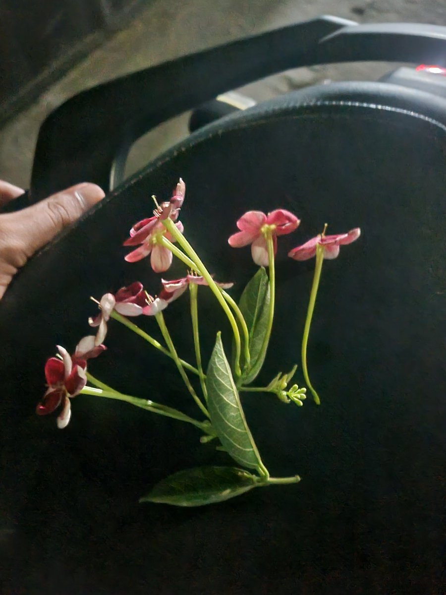 Mario50746024's tweet photo. En mí vida ha llegado una persona maravillosa. Cuando ella ve flores va a rancar y me las regala junto con un beso🤍 https://t.co/dKUXtT7Vtg