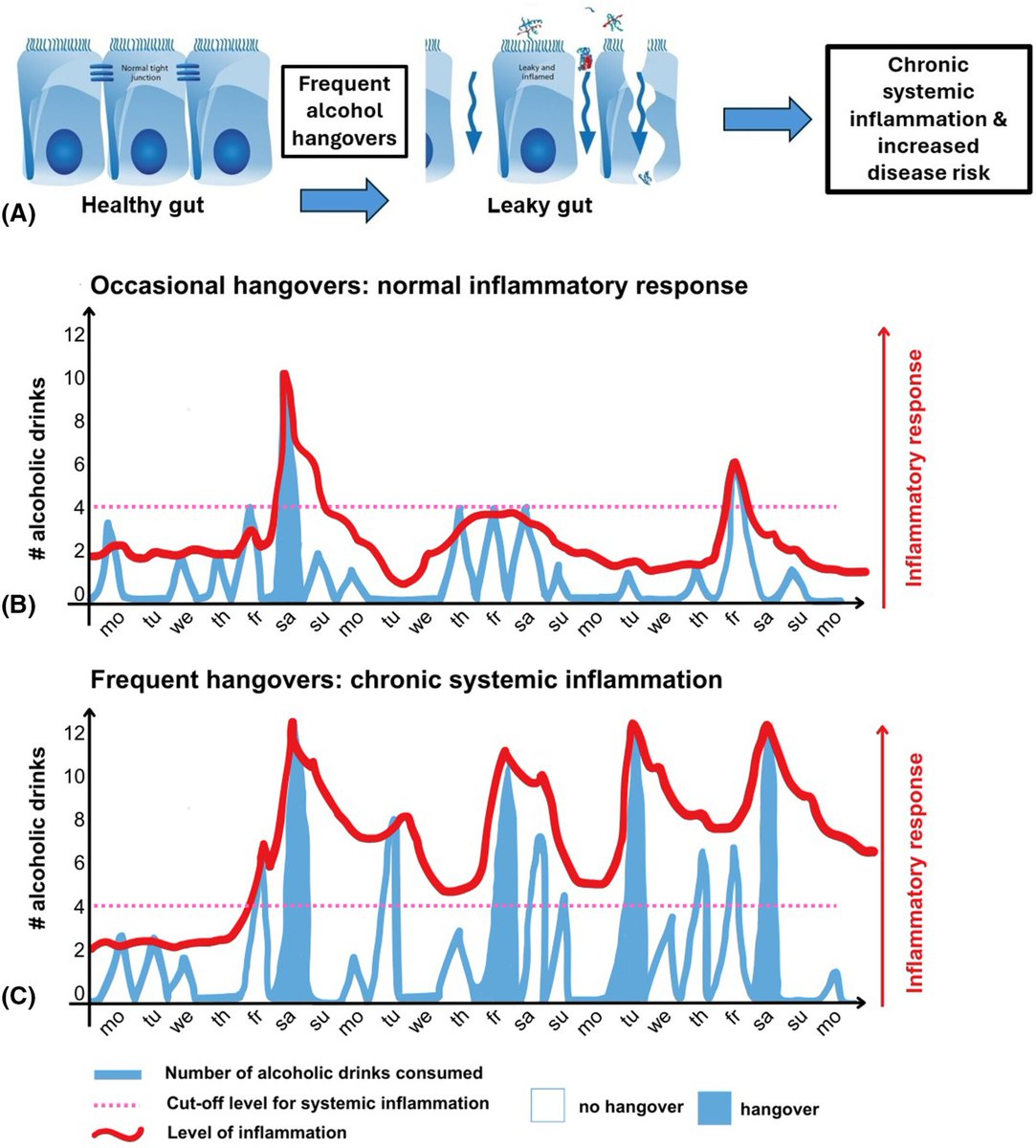 Nice overview of alcohol-immune sytem link here by <a href="/BrandonLuuMD/">Brandon Luu, MD</a>. In this paper we speculate the role of hangover mechanisms in long-term inflammation  onlinelibrary.wiley.com/doi/full/10.11…