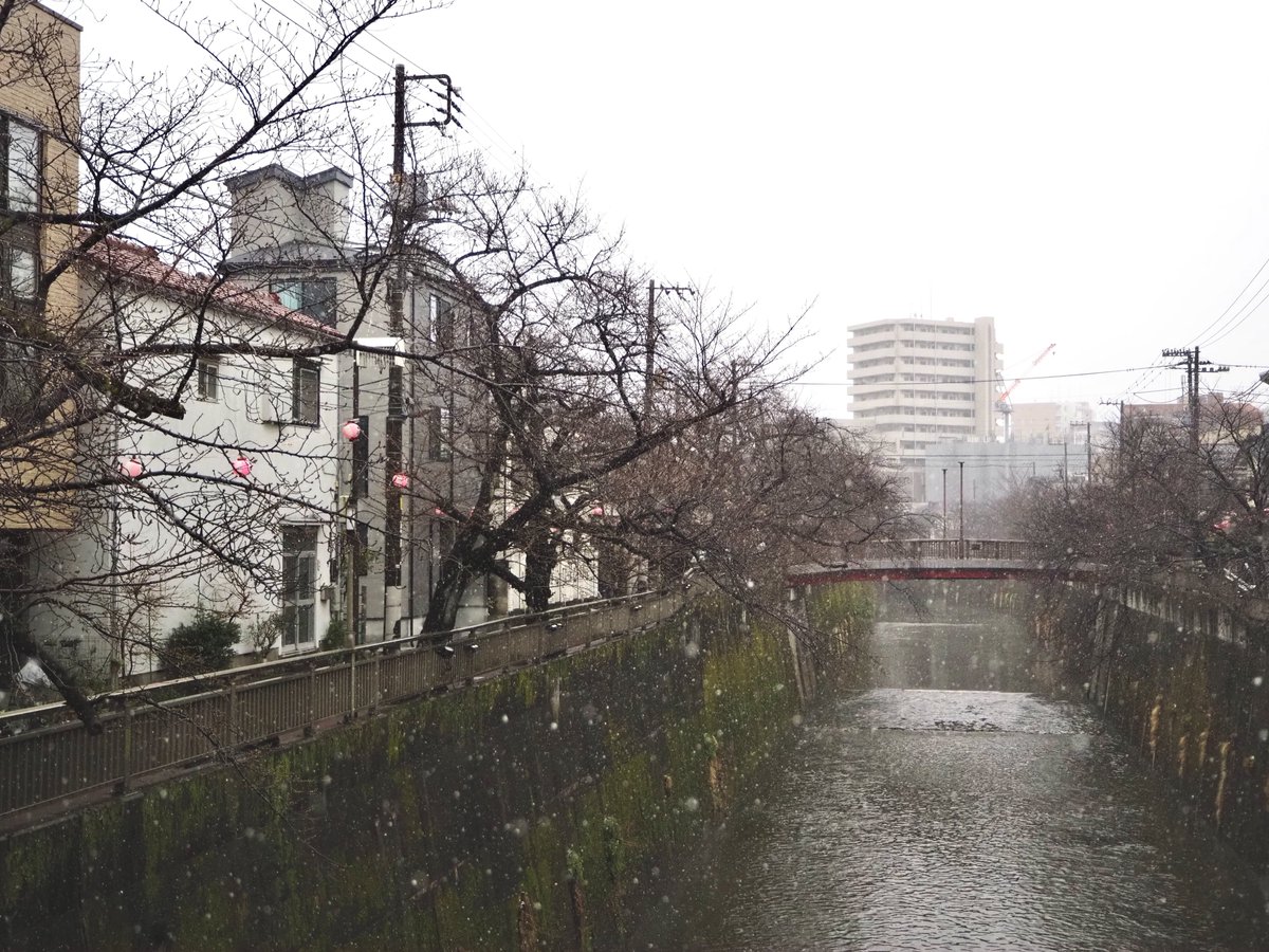 今朝の桜の様子です。
ほぼ開花していません。
雪がちらついて、かなり寒かったですね…

＊-＊-＊-＊-＊-＊-＊-＊-＊-＊-＊-＊-＊-＊-＊-＊-＊-＊-＊-＊
桜ライトアップ　3/21～4/3
サクラマルシェ　3/22　13時～19時
itabashi-kanko.jp/pickup/detail?…