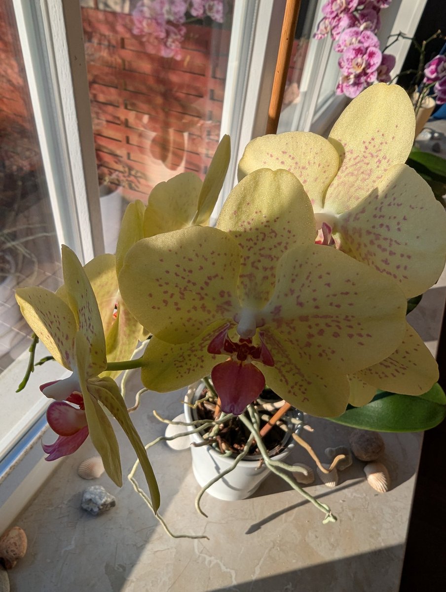 Guten Morgen meine Lieben ❤️ 
Habt einen schönen Tag 🍀