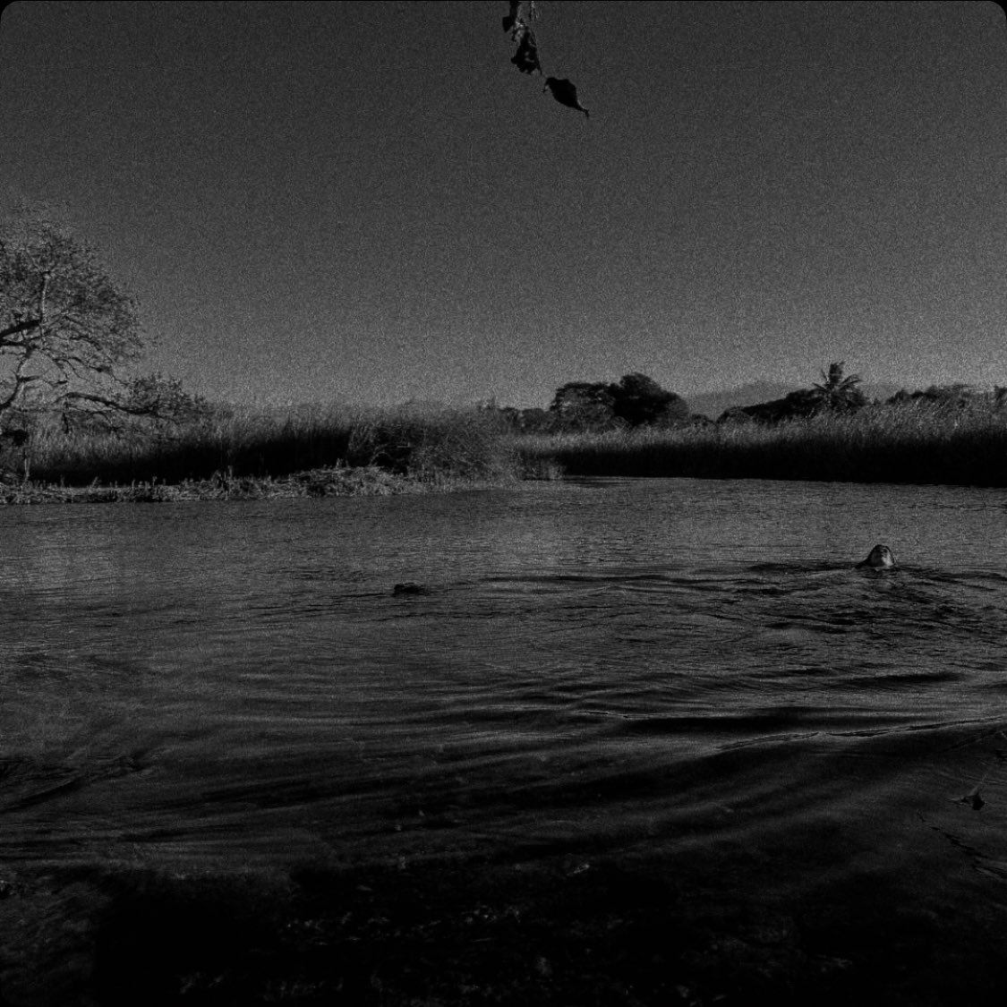 Y nadas en la selva…