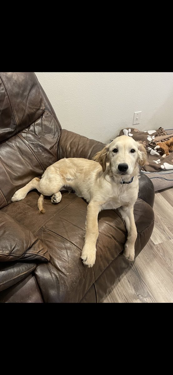 Mr. Leo, growing so fast! 
Those puppy eyes melt my heart💙
