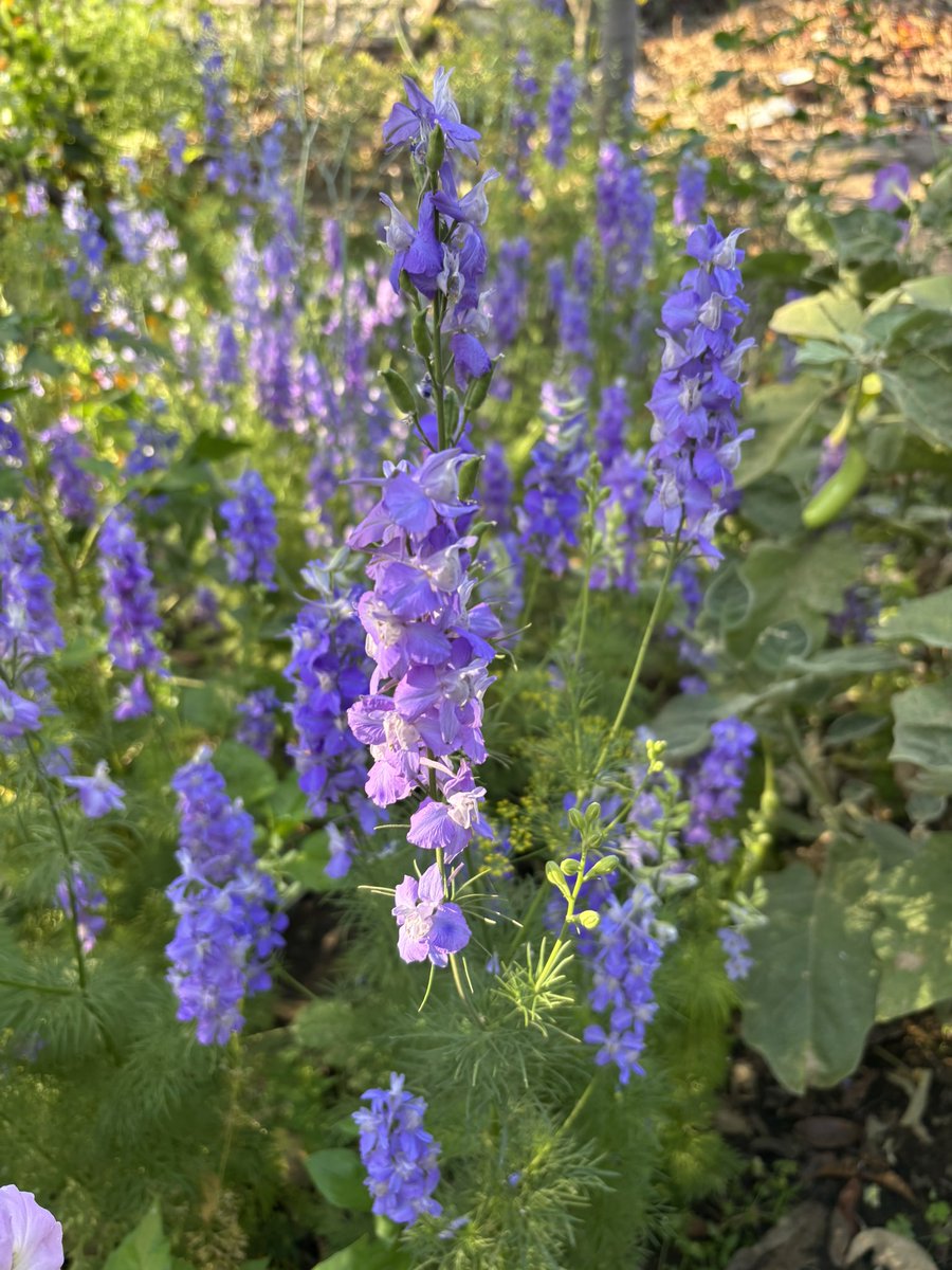 Vijay K Yadav (@drvijay777) on Twitter photo Alfalfa (Medicago sativa) тАЬKing of ForageтАЭ highly nutritious (>20% protein), multi-cut, both annual and perennial. Alfalfa bales used feeding horses, cattle and other livestock. New varieties LLC6, LLC7, IGFRI-DL 2, BAIF Lucerne -5 <a href="/IcarIgfri/">ICAR - IGFRI, Jhansi</a> <a href="/IgfriS/">ICAR-IGFRI Srinagar Station</a> <a href="/icarindia/">Indian Council of Agricultural Research.</a> <a href="/PastureForLife/">Pasture For Life</a> Alfalfa (Medicago sativa) тАЬKing of ForageтАЭ highly nutritious (>20% protein), multi-cut, both annual and perennial. Alfalfa bales used feeding horses, cattle and other livestock. New varieties LLC6, LLC7, IGFRI-DL 2, BAIF Lucerne -5 <a href="/IcarIgfri/">ICAR - IGFRI, Jhansi</a> <a href="/IgfriS/">ICAR-IGFRI Srinagar Station</a> <a href="/icarindia/">Indian Council of Agricultural Research.</a> <a href="/PastureForLife/">Pasture For Life</a>