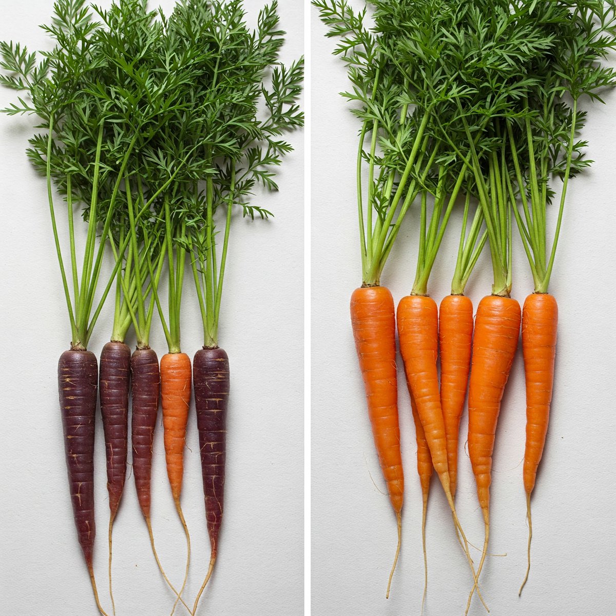 receitasbrasil_'s tweet image. "As cenouras eram originalmente roxas! As laranjas que conhecemos hoje foram cultivadas na Holanda no século XVII. 🥕 #Cenouras #Curiosidades"
