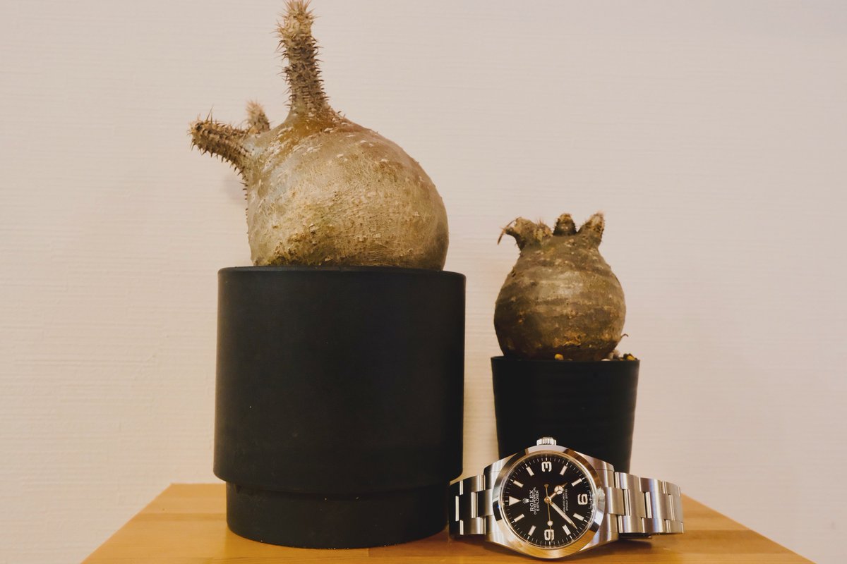 ふっくん 【マシュー】 (@TonKumaton) / Posts / X