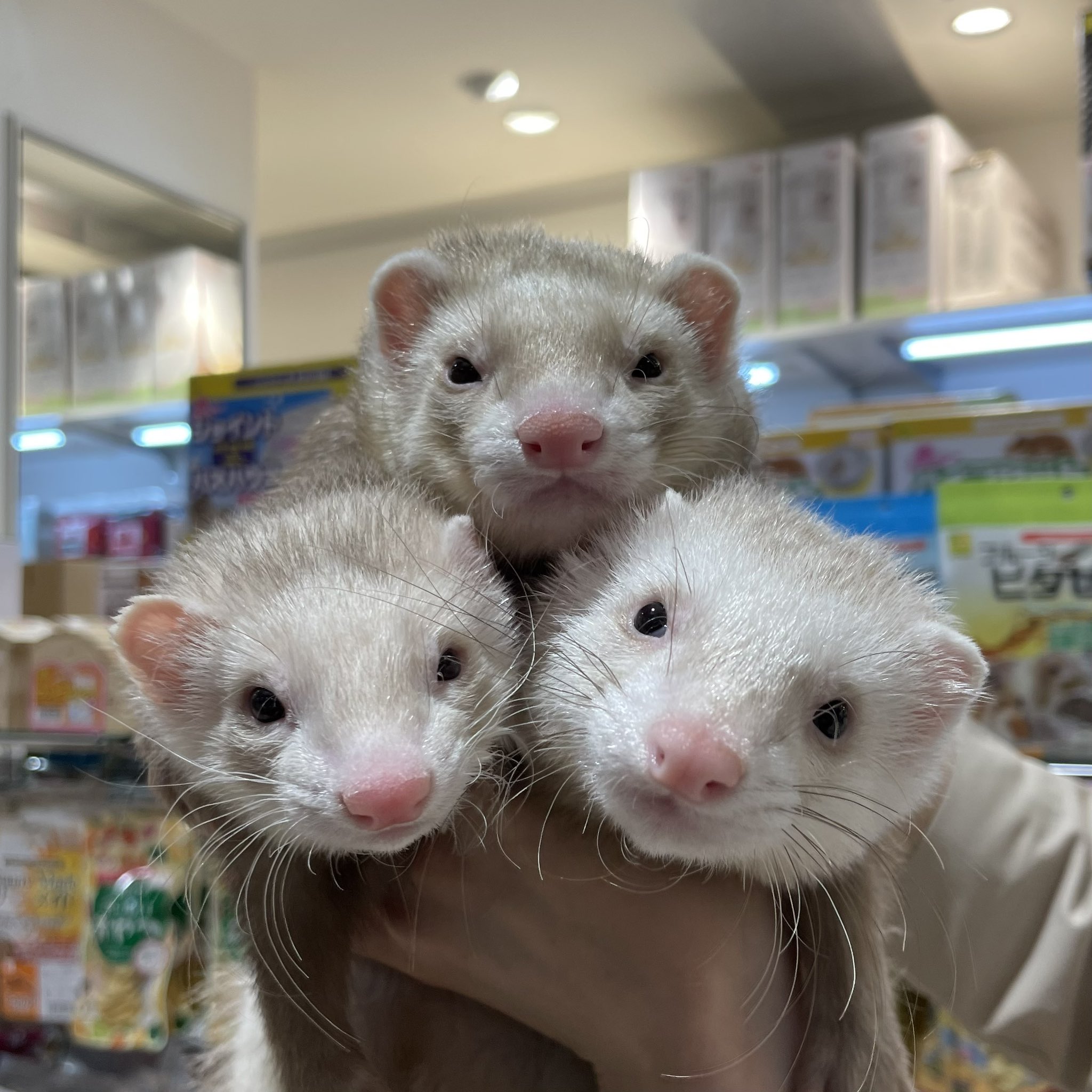t*y様 ロングフェレット 白、グレー2体 FERRET WORLD | ページ 88