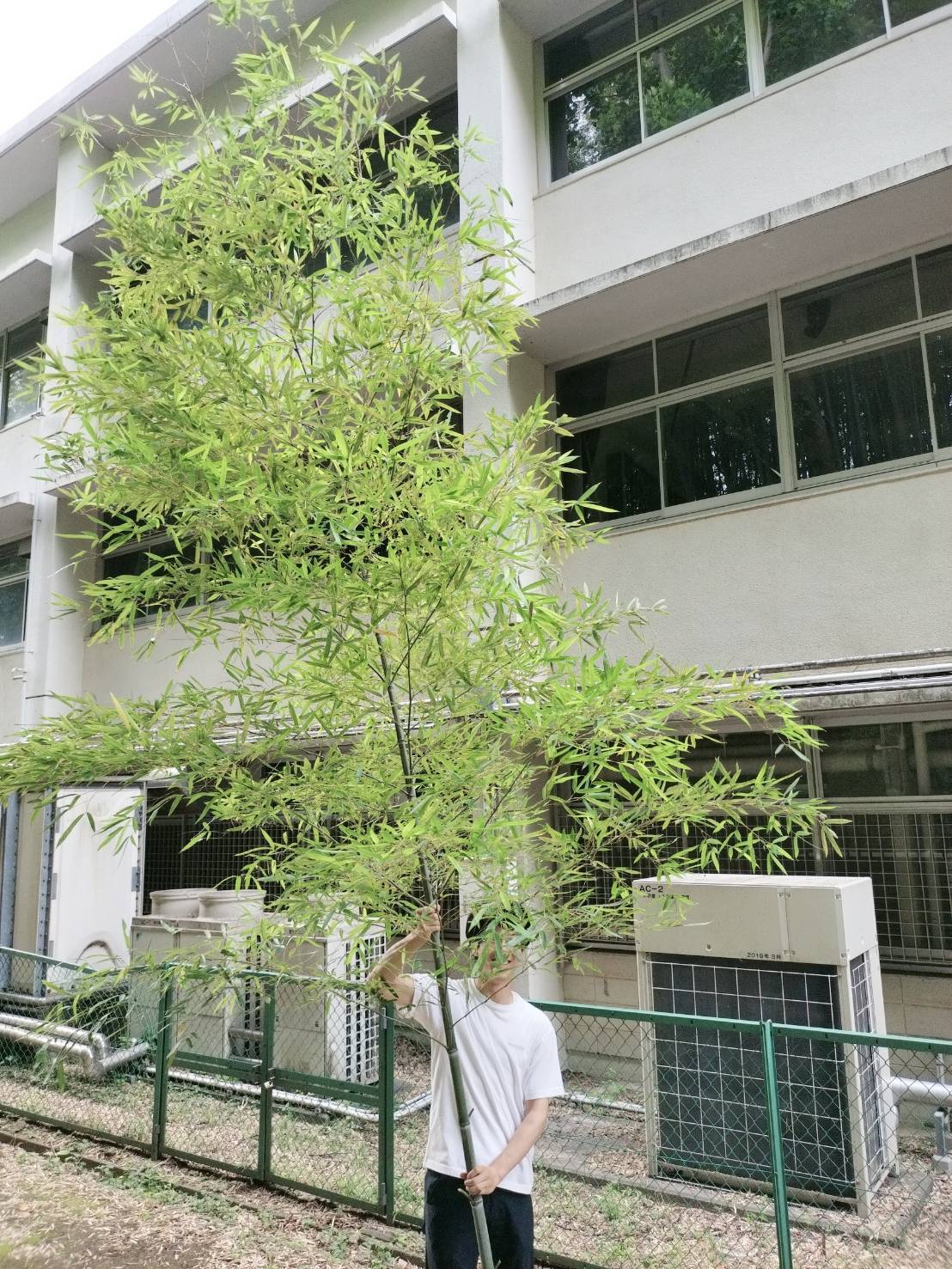 明治大学 花卉園芸部 (@ikuta_agri_kaki) / X
