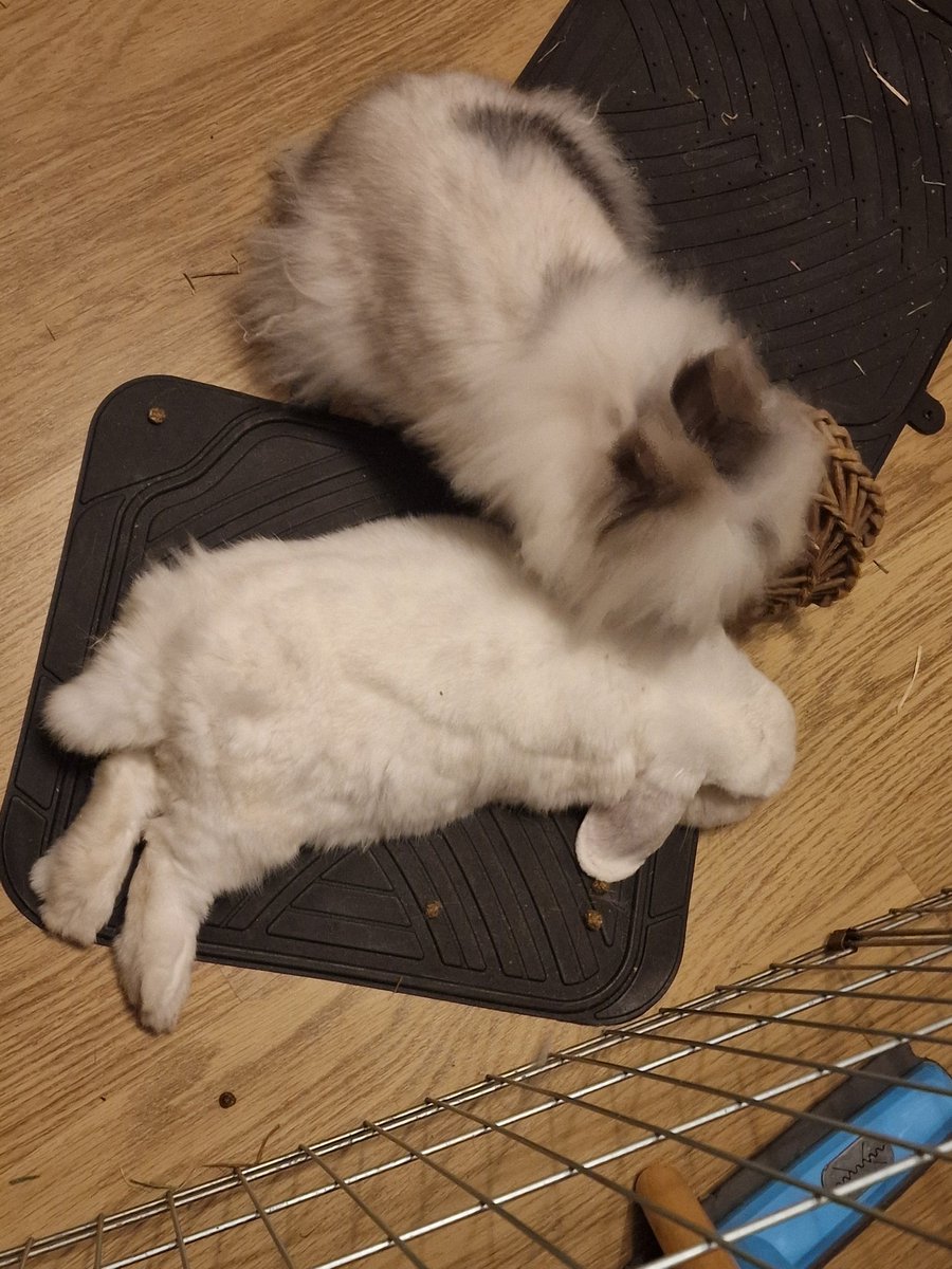 Please pray for the bunnies. Shiro (all white) isn't very well, and I've been up all night with him. We've made it through the worse hours so far and now just need to keep him going till our vets open at 8am.