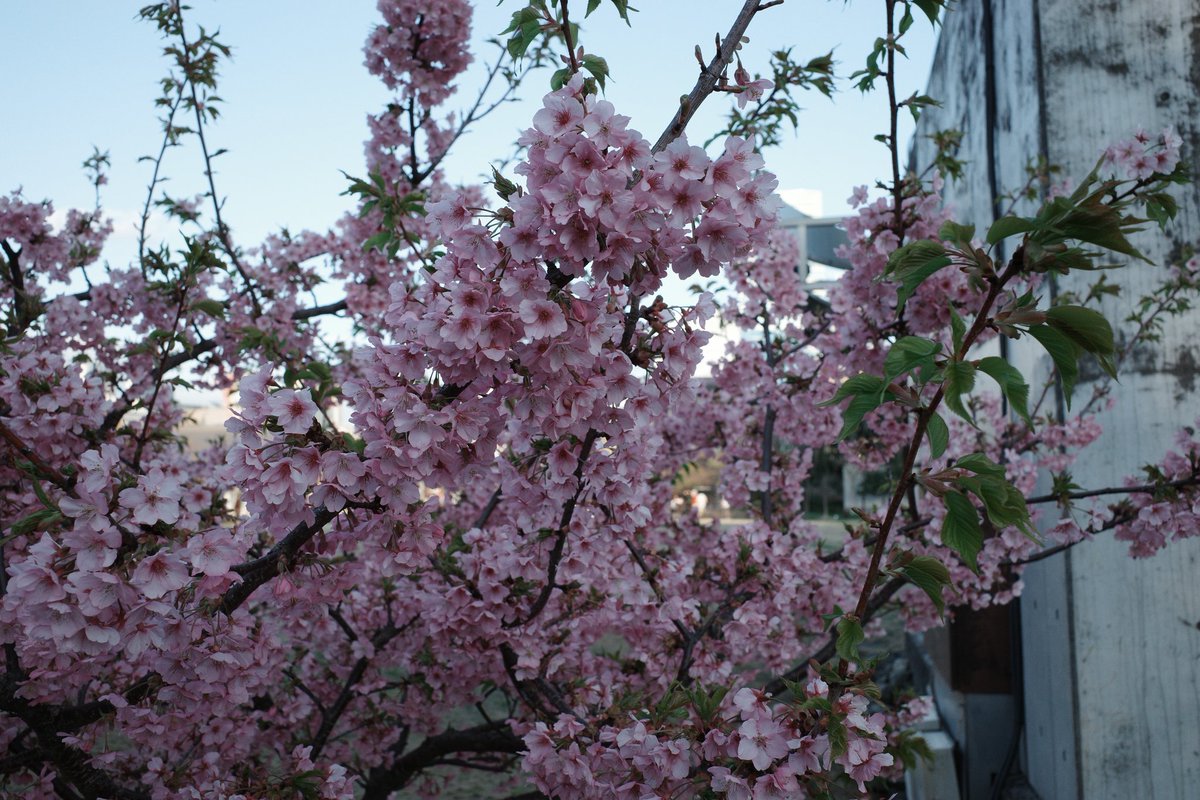 꾸라언니 생일 축하해요🌸
정말 대단하고 멋지고 존경스러운 언니.
언니랑 같은 팀으로 활동할 수 있다는게 정말 큰 행운인것 같아
항상 고맙고 앞으로도 잘 부탁해요🫶
생일 축하해~~~~!!
#LE_SSERAFIM #르세라핌
#KAZUHA #카즈하
#SAKURACelestialBlossom
#언제나_사쿠라는_피어나